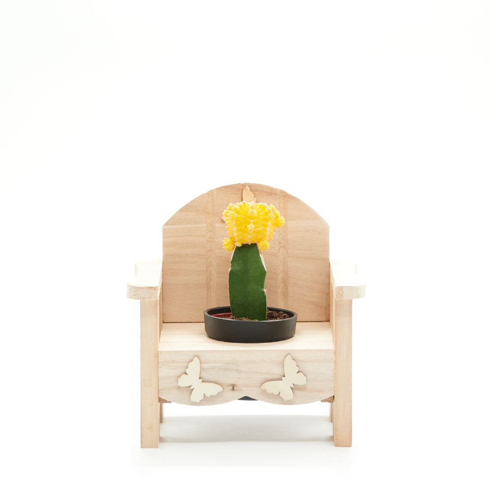 Laid-Back Cactus Gift, potted plant gift baskets, potted plant gifts, gifts, cactus, potted plant, America Blooms Delivery