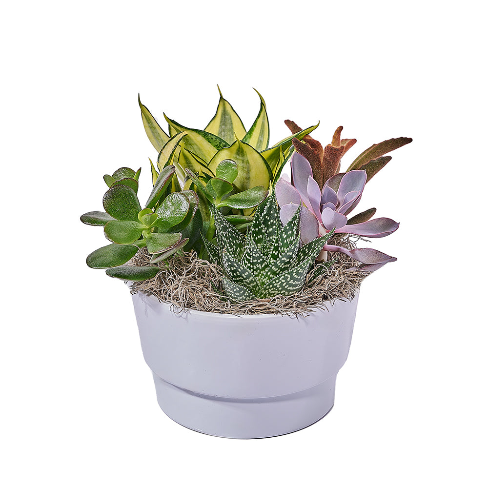 Lively Succulent Planter, plant gift, plant, succulent gift, succulent, America delivery