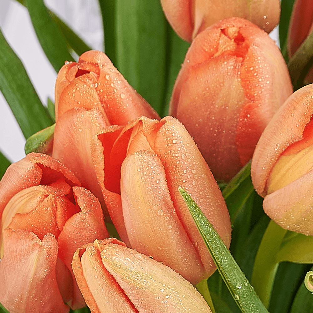 Midsummer Night Tulip Bouquet, tulip gift, tulip, flower gift, flower, seasonal flower gift, seasonal flower, America delivery