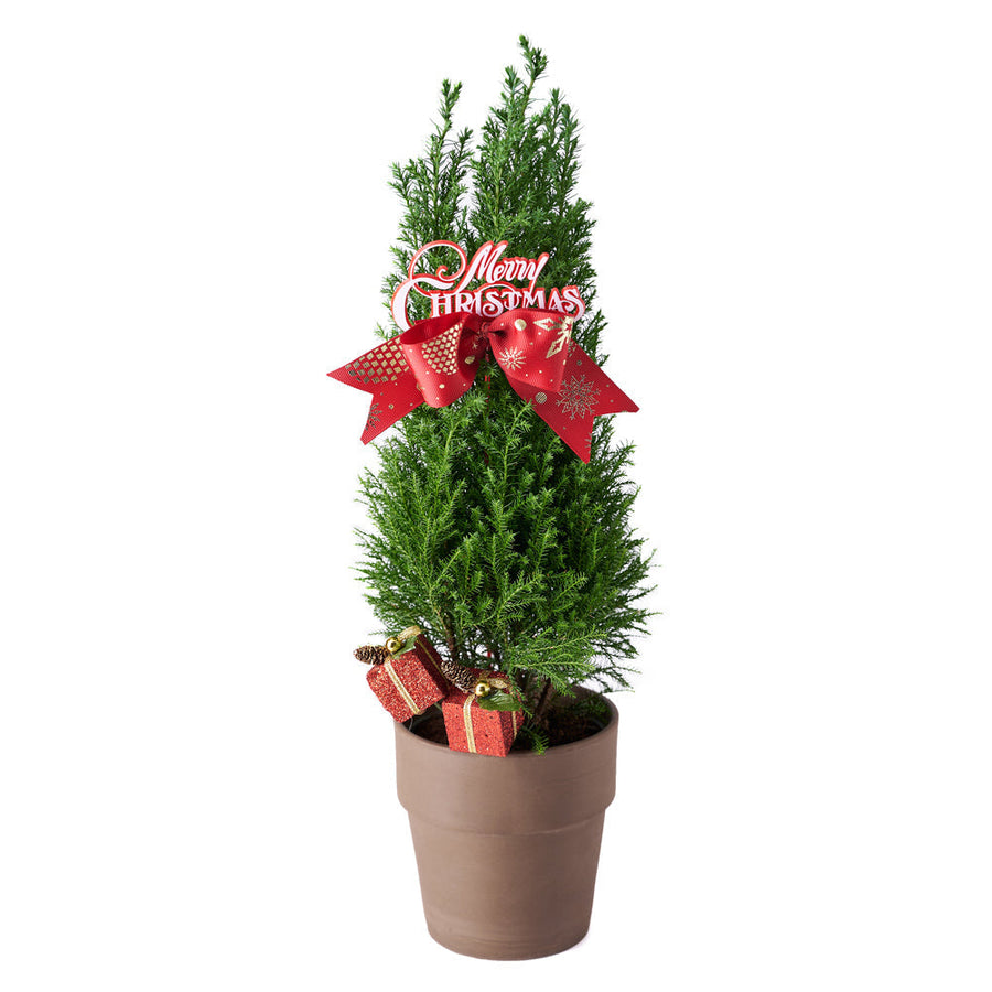 Mini Christmas Tree, Christmas Tree, Christmas Plant, Xmas Plant, Plant Gifts, America Blooms- America Blooms  Delivery