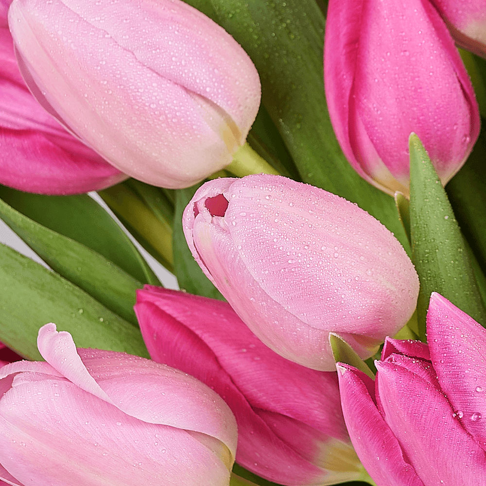 Mother’s Day Assorted Tulip Bouquet & Box, tulip gift, tulip, flower gift, flower, seasonal flower gift, seasonal flower, mothers day gift, mothers day, America delivery