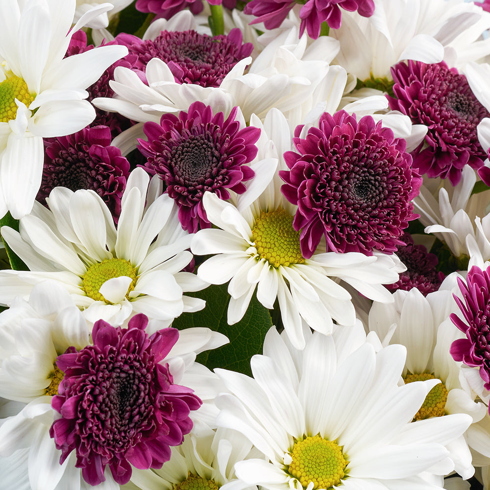 Mother's Day Spring Daisy Bouquet, White and purple daisy floral bouquet from America Blooms - America Delivery.