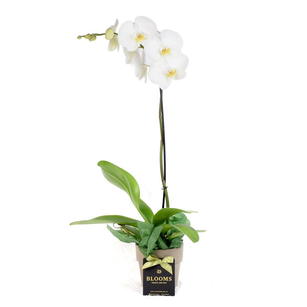 White Orchid Plant in Decorative Planter – how the gift is presented