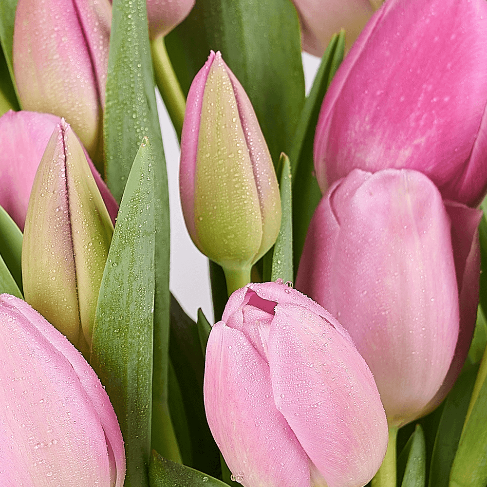 Pink Paradise Tulip Bouquet, tulip gift, tulips, seasonal flower gift, seasonal flowers, flower gift, flowers, America delivery
