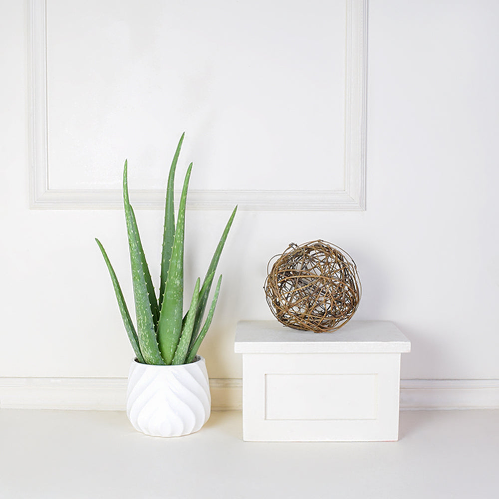 aloe vera plant delivered Potted Aloe Vera Plant