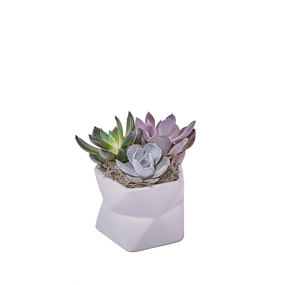 Succulent Plant in Geometric Pot – how the gift is presented