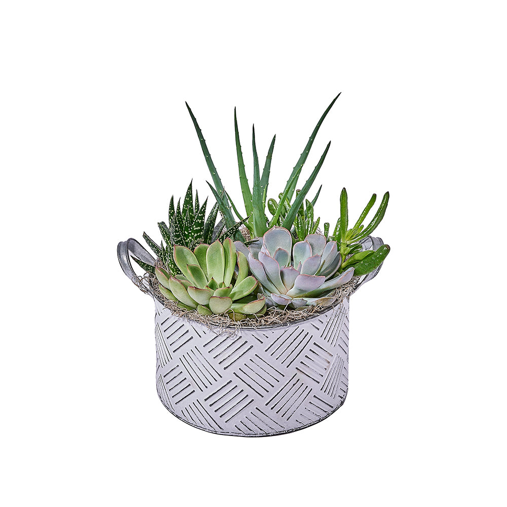 Potted Succulent Garden, plant gift, plant, succulent gift, succulent, America delivery