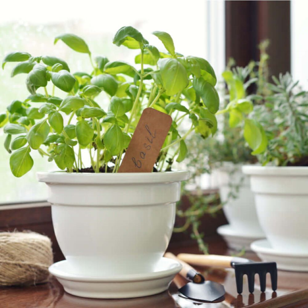 America Blooms flower Delivery - America Blooms Flower Gifts - Plant Gifts - Herbs