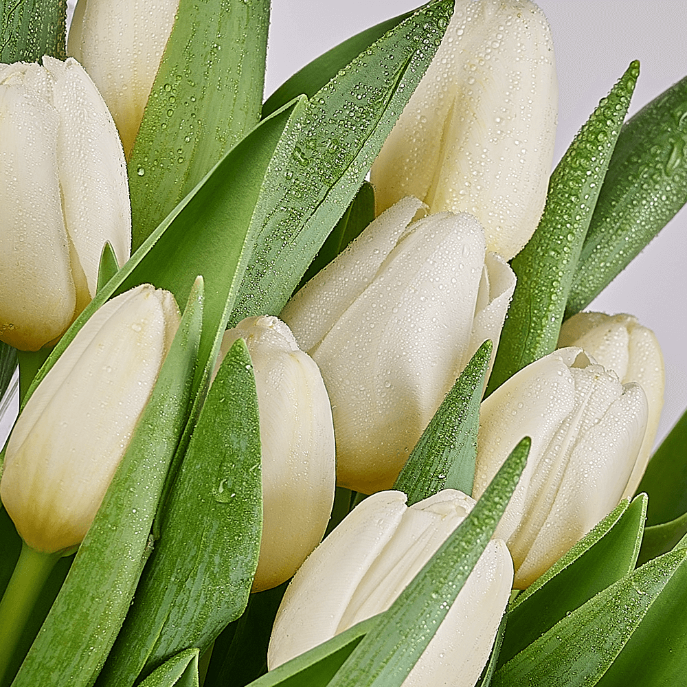 Spring Scents Tulip Bouquet, tulip gift, tulips, flower gift, flowers, seasonal flower gifts, seasonal flowers, America delivery