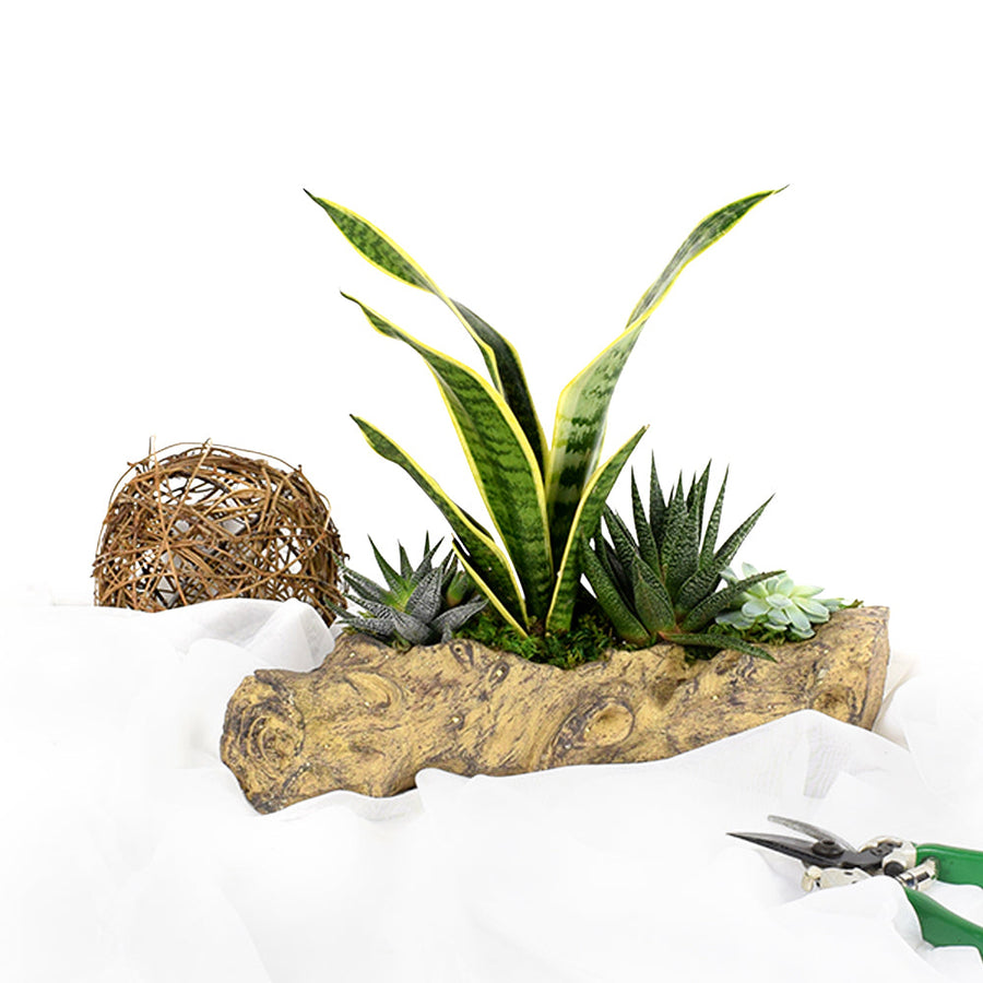 A delightfully rustic gift that’s perfect for lending some life to a home or office, the Succulent Log Garden from America Blooms brings a little bit of the outdoors indoors. America Blooms Delivery