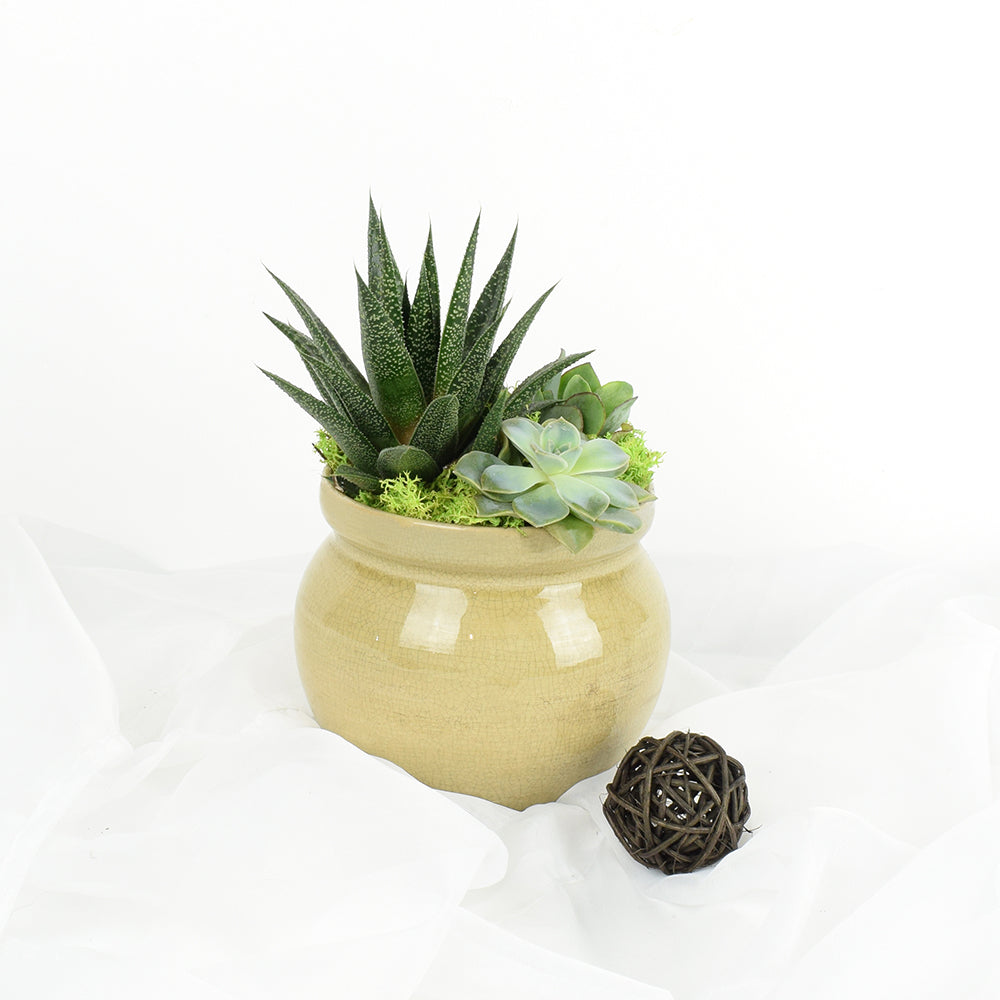 Succulent Trio Vase Arrangement, floral gift baskets, gift baskets, succulent gift baskets America Blooms Delivery