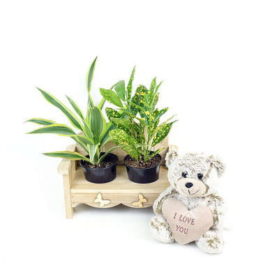 Gardener's chair potted plant arrangement with bear, from America Blooms - America Delivery.