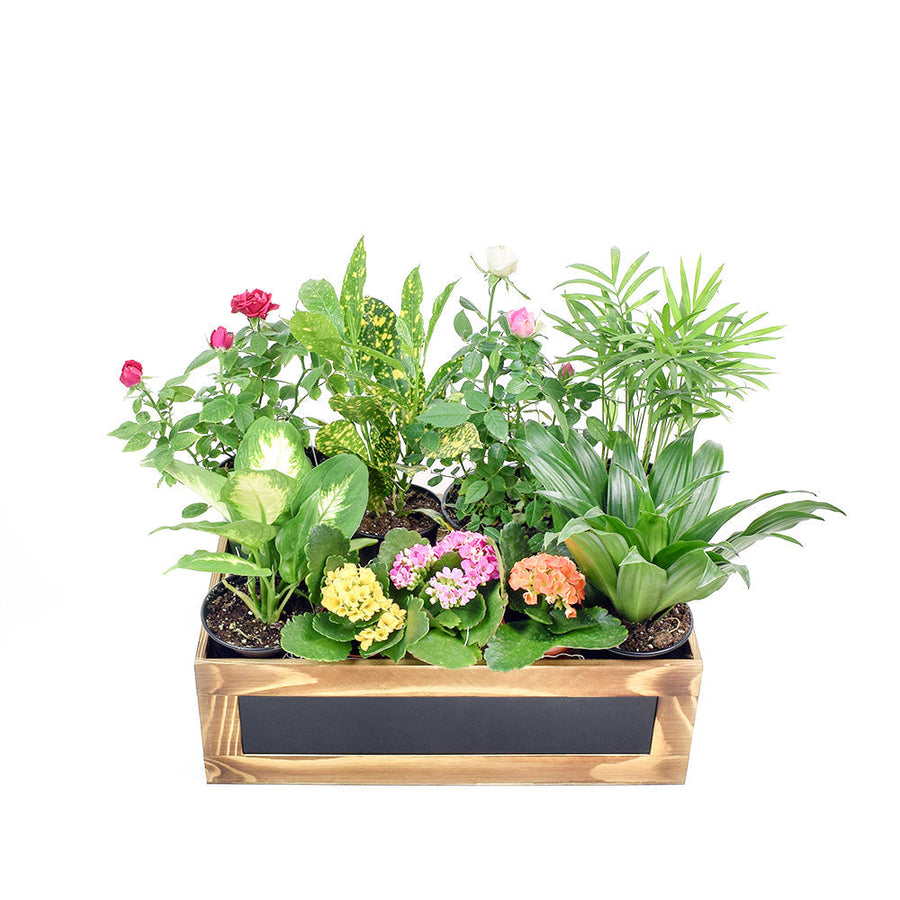 The Secret Garden Box, is a lovely miniature tabletop garden with different potted plants beautifully arranged in a wooden planter that brings the beauty of nature indoors, from America Blooms - America Delivery.