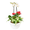 Tropical Arrangement - Orchid and Anthurium Potted Arrangement - America Blooms Delivery