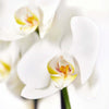 Tropical Arrangement - Orchid and Anthurium Potted Arrangement - Blooms America Delivery