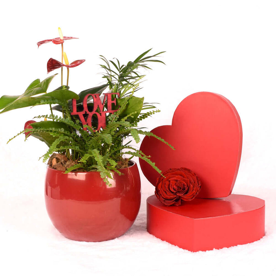 Valentine's Day Ardent Red Anthurium, America Blooms Delivery