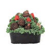 Valentine's Day Chocolate Dipped Strawberries Tin, America Blooms Delivery