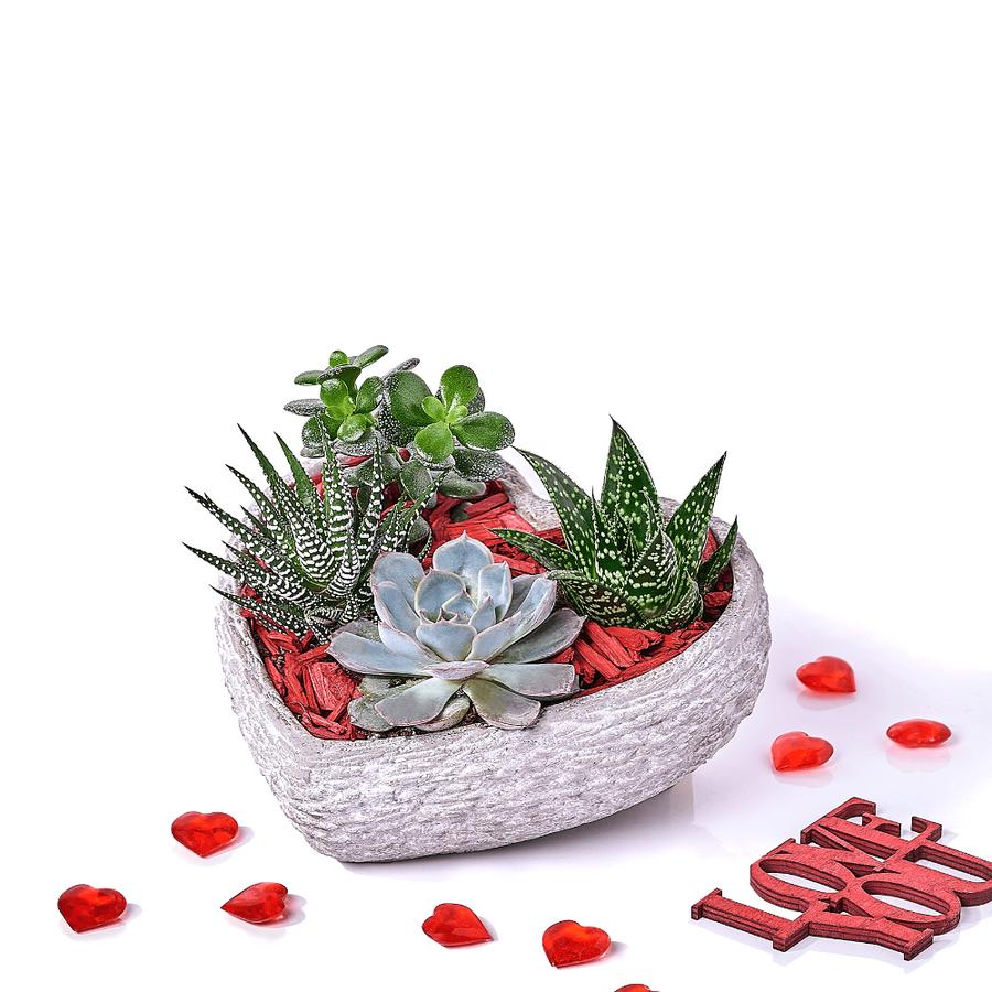 Valentine's Day Heart Succulent Gift, valentines day gift, valentines day, plant gift, plant, America delivery