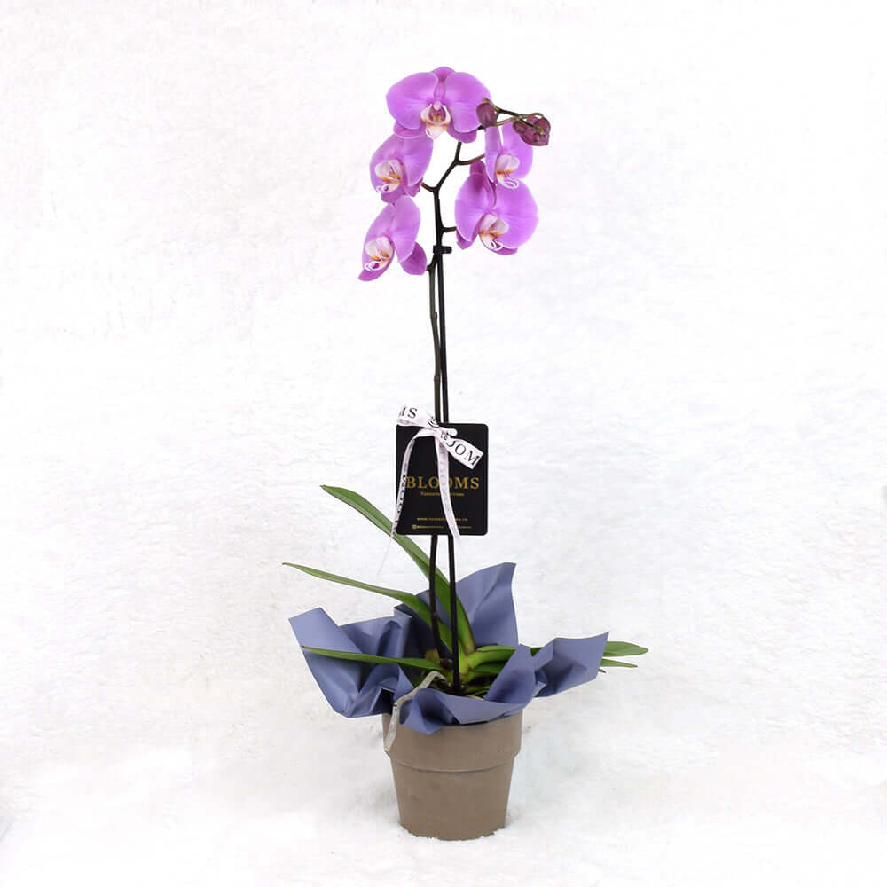 Ceramic Pot with Pink Orchid Plant – Valentine's Gift – how the gift is presented