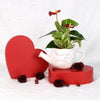 Valentine's Day Planted With Love Anthurium, America Blooms Delivery