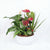 Valentine's Day Potted White Anthurium