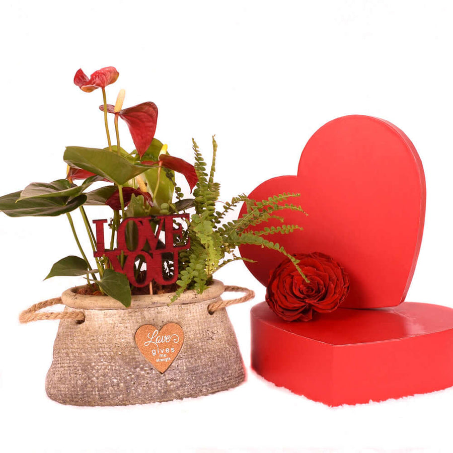 Valentine's Day Romantic Anthurium, America Blooms Delivery