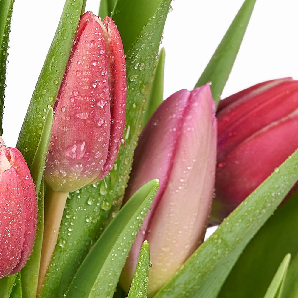 Valentine's Day Seasonal Bouquet, America Blooms Flower Delivery, Valentine's Day gifts, tulips, seasonal