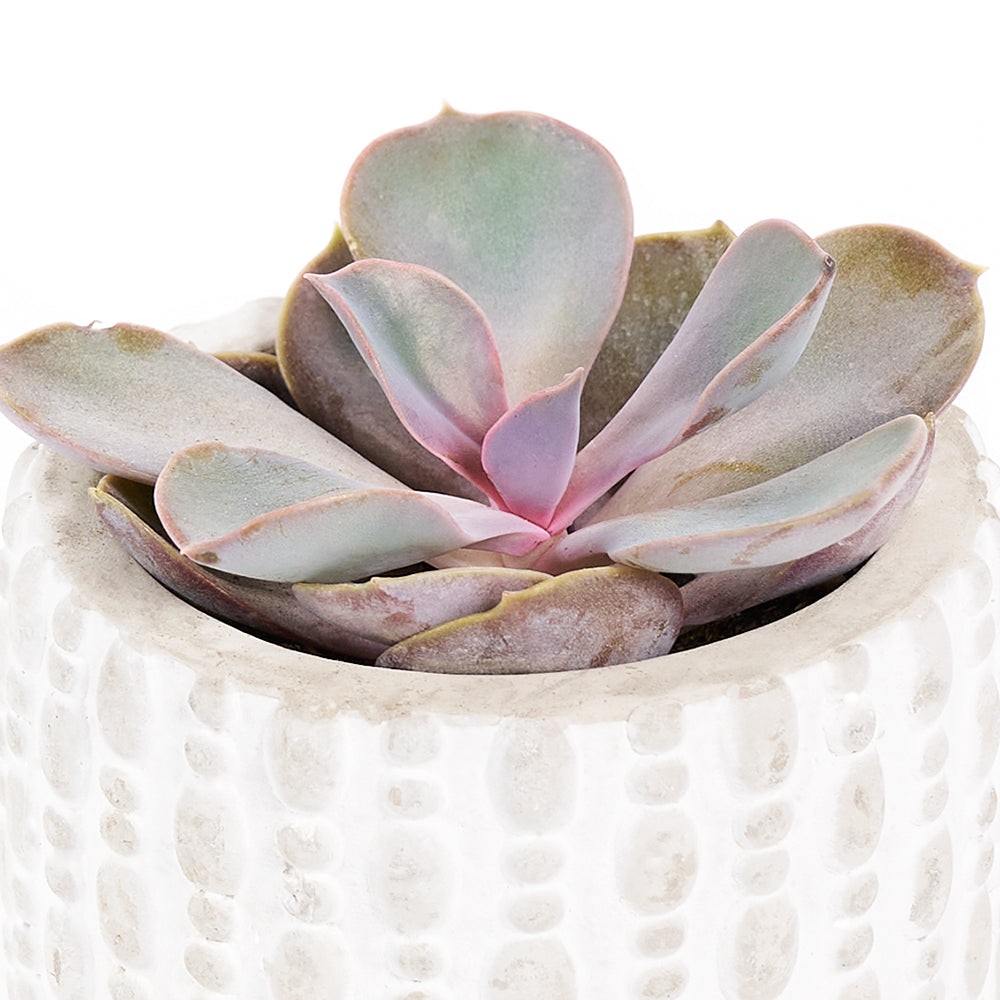 Succulent Plant with Wine Gift in White Ceramic Planter – how the gift is presented