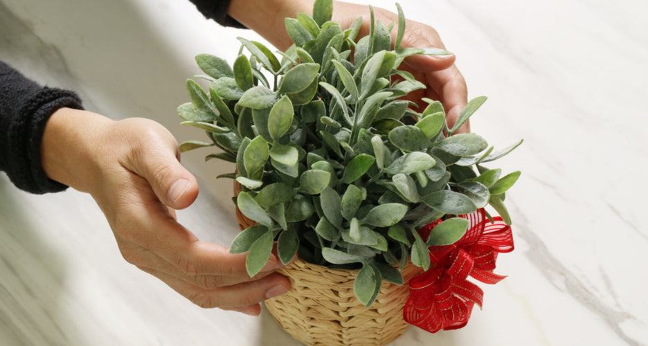 Shipping & Cancellation