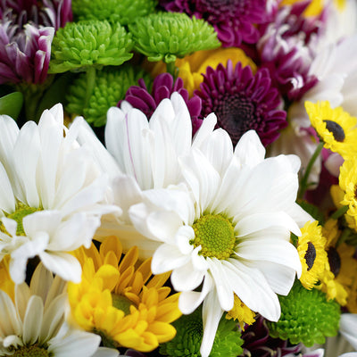 Multi-coloured mixed daisy bouquet. Blooms America Delivery.