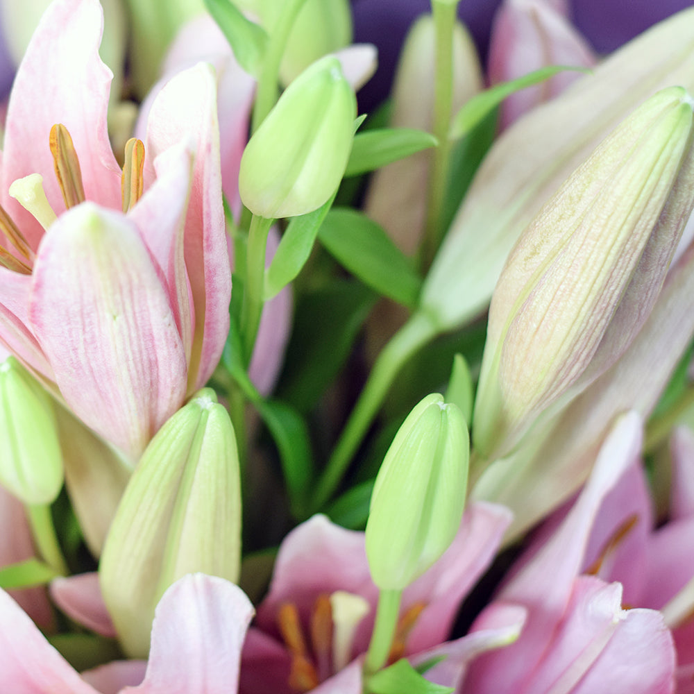 Berry Crush Lily Bouquet, from America Blooms - Same Day America Delivery.