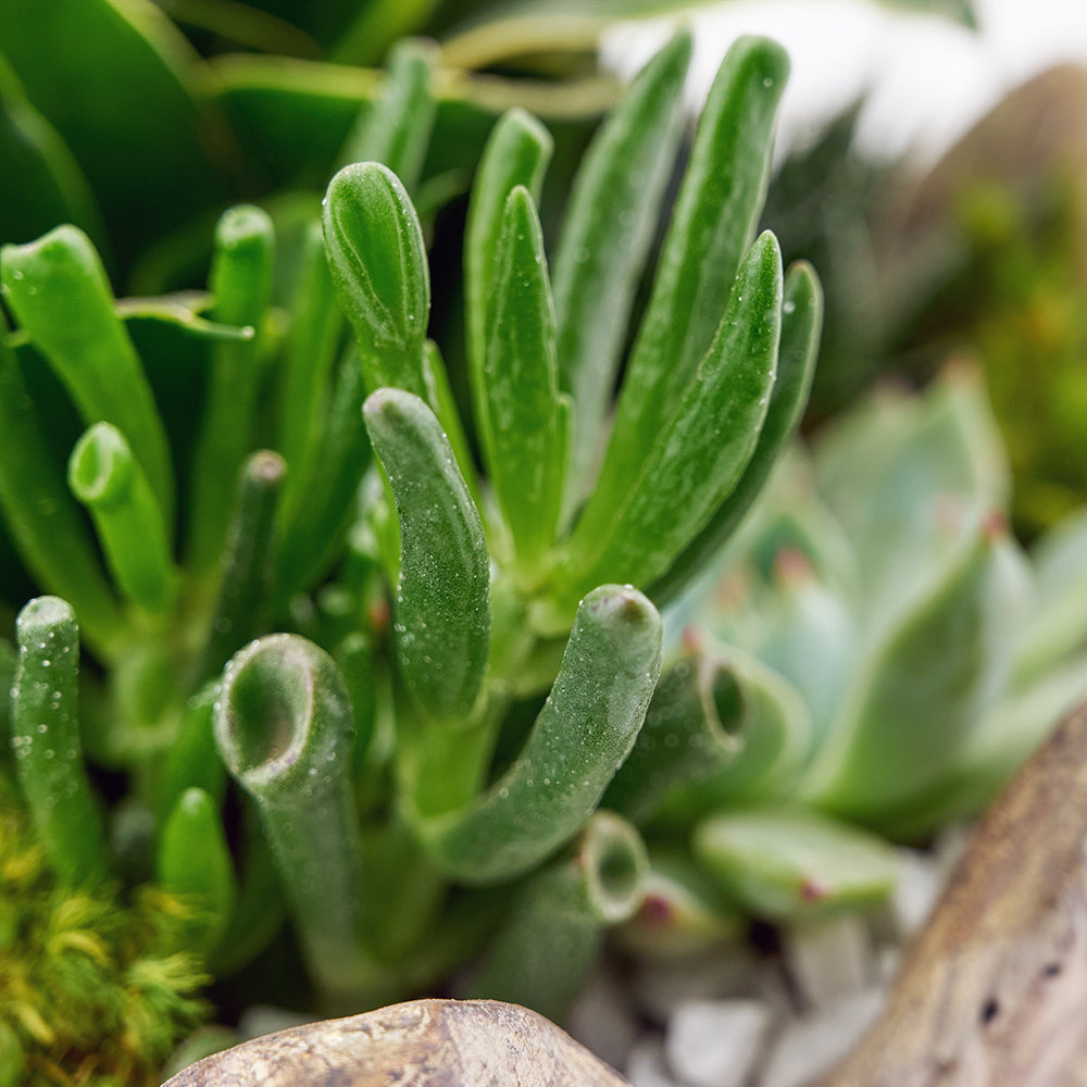 Succulent arrangement in a planter. Blooms America Delivery