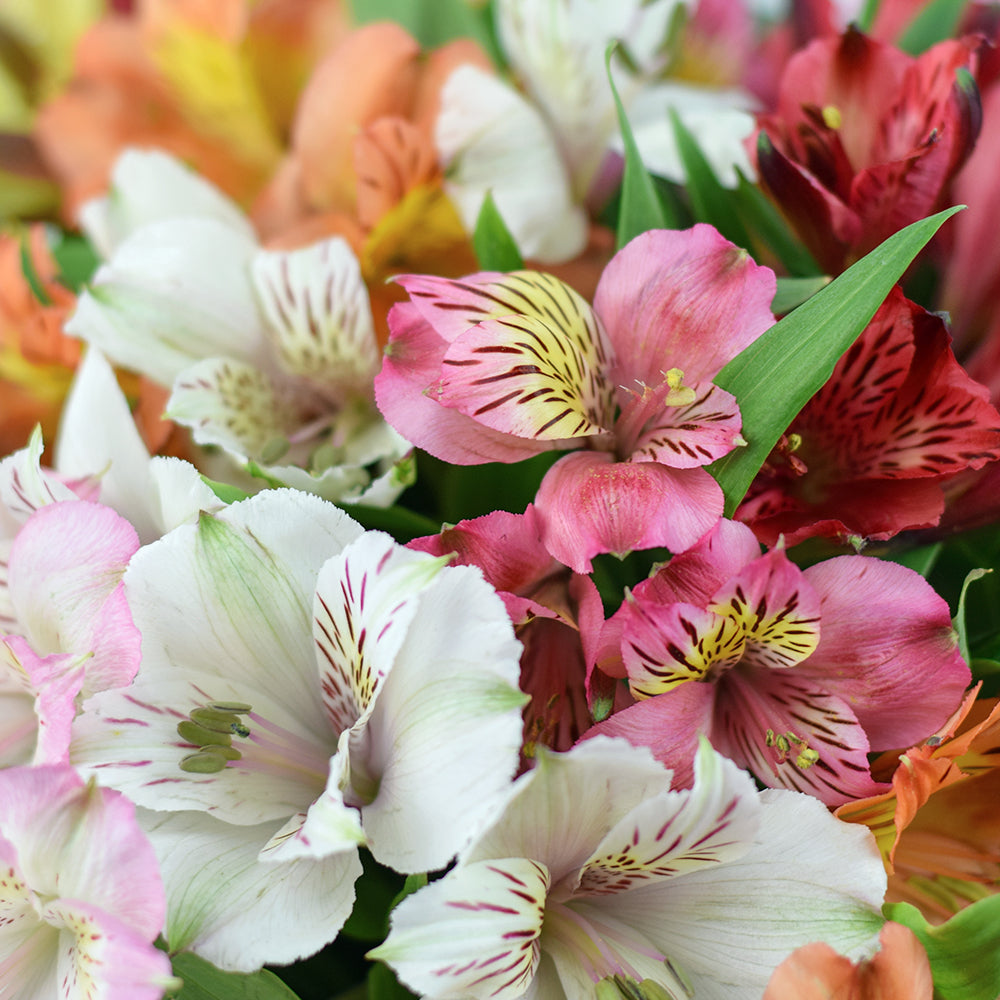 Brilliant Lily Hat Box, Brilliant multi-coloured lily floral box arrangement, from America Blooms - America Delivery.