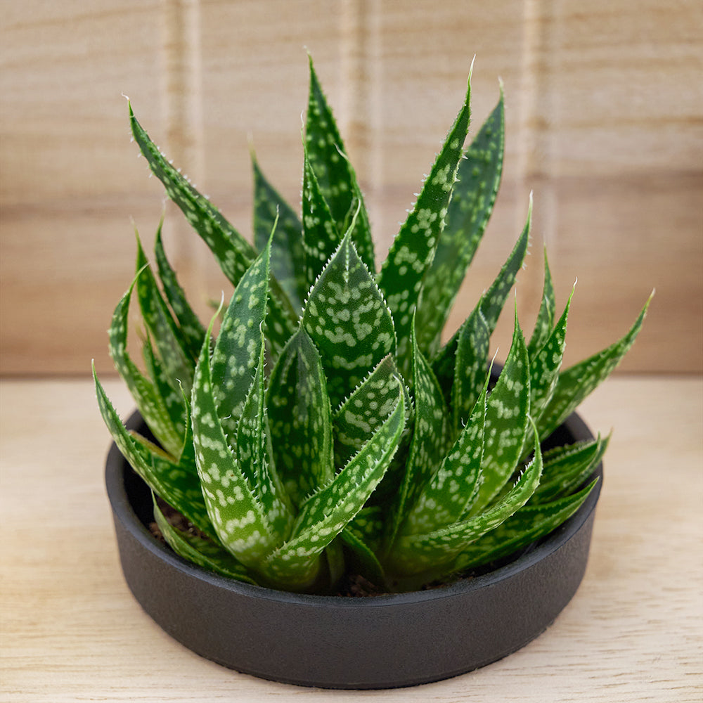 Succulent Arrangement in a Distinct Wooden Planter Chair – how the gift is presented