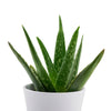 Aloe Vera potted plant. Blooms America  Flower Delivery - Blooms America Flower Gifts - Plant Gifts