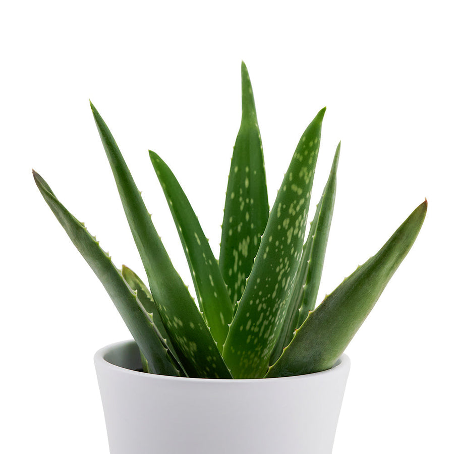 Aloe Vera potted plant. America Blooms  Flower Delivery -America Blooms Flower Gifts - Plant Gifts