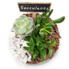 America Flower Delivery - America Flower Gifts - Plant Gifts - Terrarium