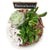 Circle of Life Succulent Terrarium