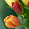 Country Garden Tulip Bouquet. Multi Colour Tulip Bouquet from America Blooms - Same Day America Delivery.