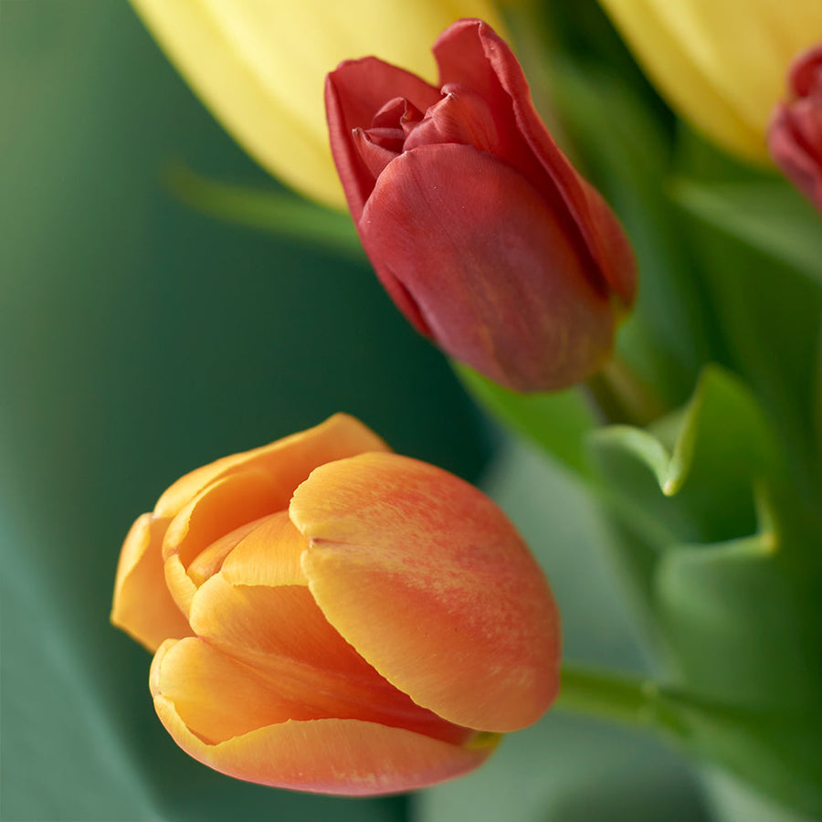 Country Garden Tulip Bouquet. Multi Colour Tulip Bouquet from America Blooms - America Delivery.