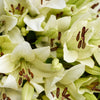 Crisp Snow Lily Bouquet, from America Blooms - Same Day America Delivery.