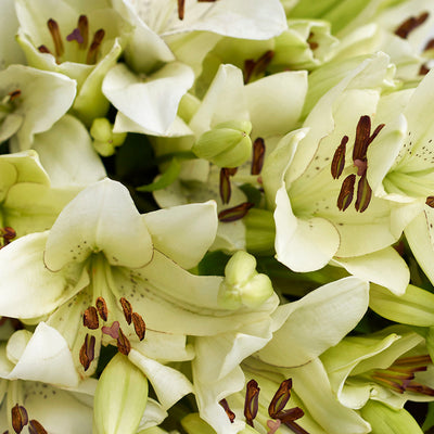 Crisp Snow Lily Bouquet, from America Blooms - Same Day America Delivery.