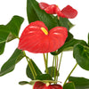 Flamingo Plant Arrangement - Floral Gift - America Delivery Flamingo Plant Arrangement - Floral Gift - America Delivery