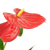 Flamingo Plant Arrangement - Floral Gift - America Delivery