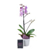 Floral Treasures Flowers Chocolate Gift - Orchid Gift Set - America Blooms  Delivery