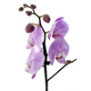 Floral Treasures Flowers Chocolate Gift - Orchid Gift Set - Blooms America  Delivery