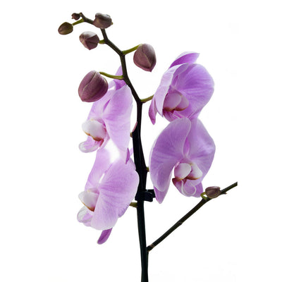 Floral Treasures Flowers Chocolate Gift - Orchid Gift Set - Blooms America  Delivery