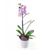 Floral Treasures Exotic Orchid Plant. America Blooms Delivery