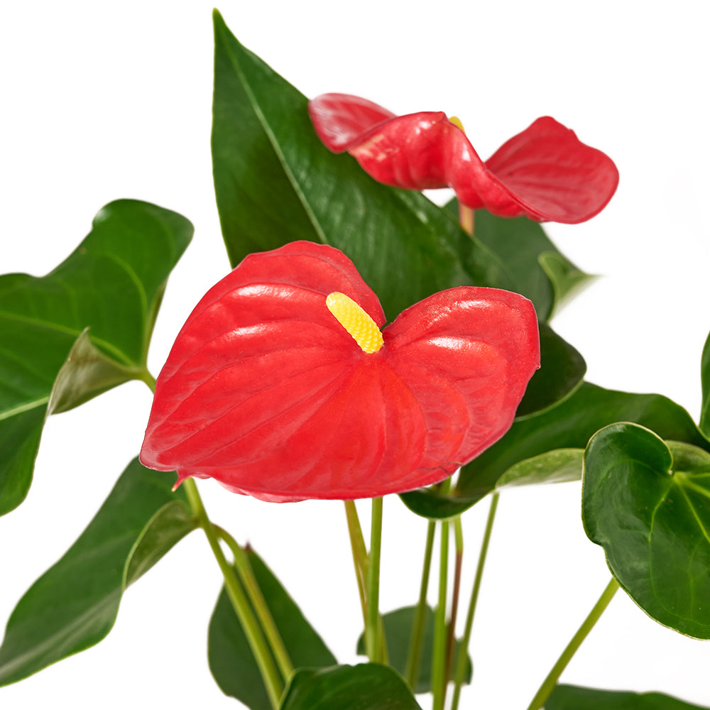 For My Love Flower Gift  - Anthurium and Teddy Bear Gift Set - Blooms America Delivery