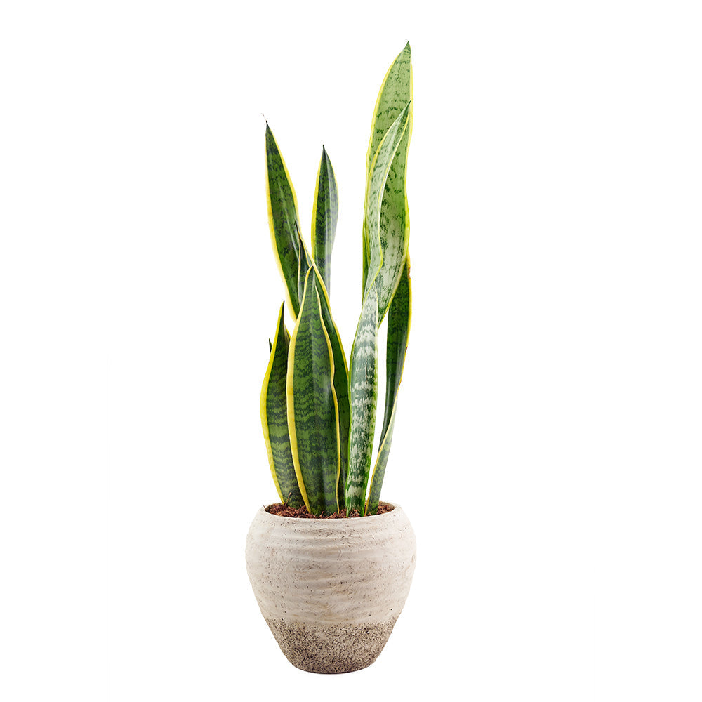 America Blooms Day Flower Delivery - America Blooms Flower Gifts - Plant Gifts